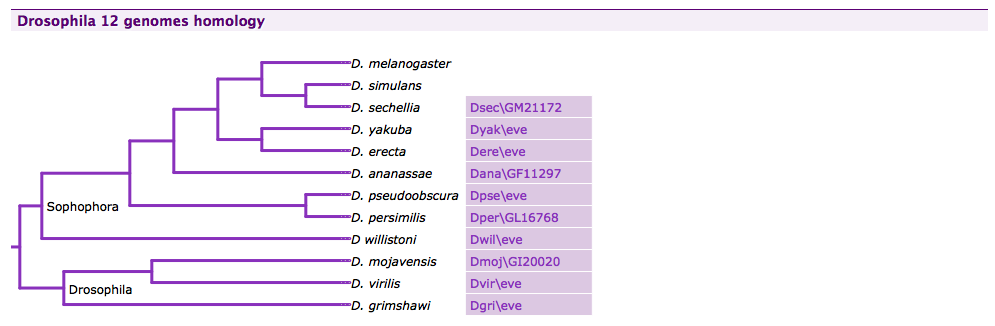 ../../../_images/drosophila_homology_displayer.png